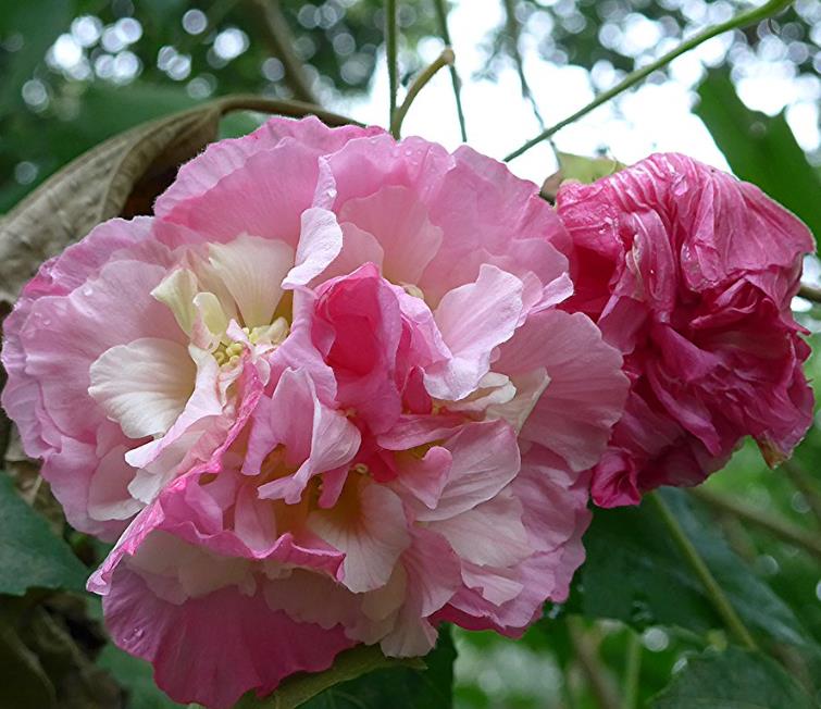 Hibiscus mutabilis - Rosa Confederada, Rosa Louca, Mimo de Vênus, Dixie Rosemalow - Imagem 5