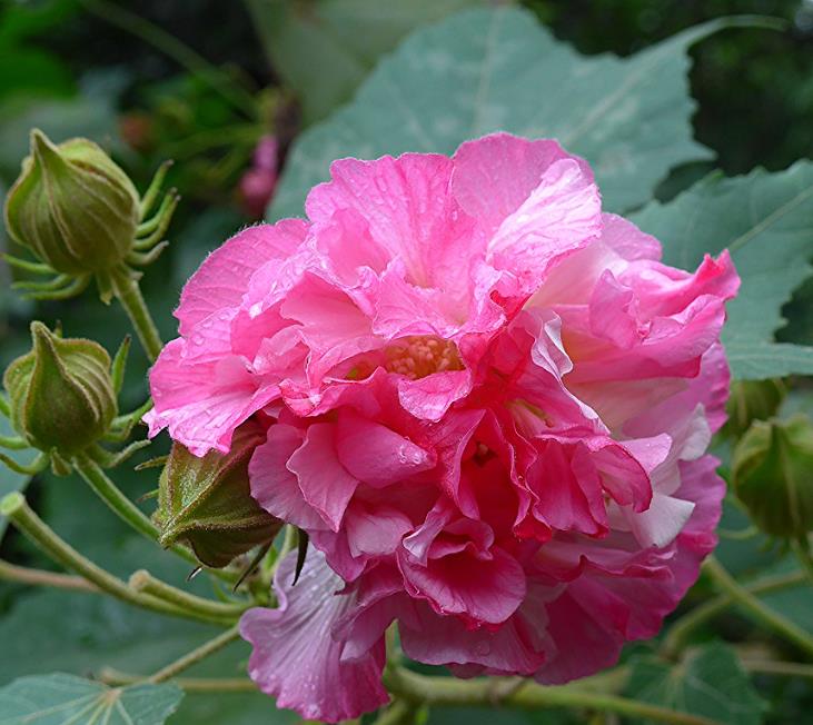 Hibiscus mutabilis - Rosa Confederada, Rosa Louca, Mimo de Vênus, Dixie Rosemalow - Imagem 6