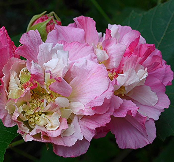 Hibiscus mutabilis - Rosa Confederada, Rosa Louca, Mimo de Vênus, Dixie Rosemalow - Imagem 7