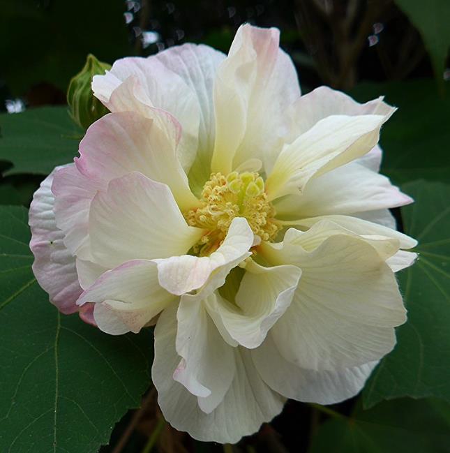Hibiscus mutabilis - Rosa Confederada, Rosa Louca, Mimo de Vênus, Dixie Rosemalow - Imagem 8
