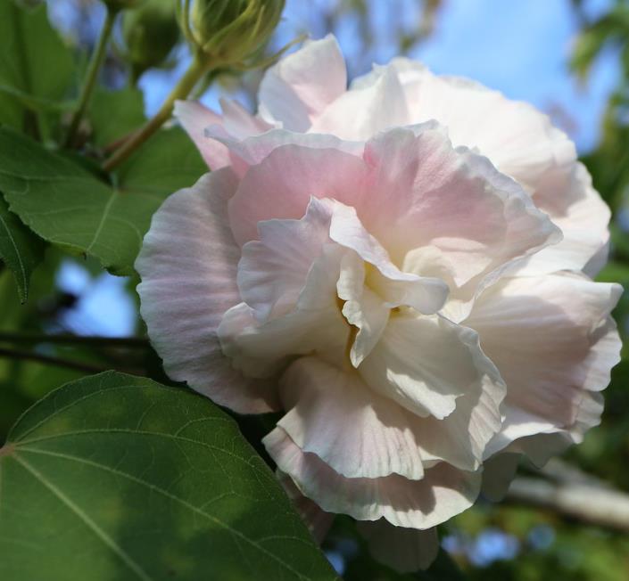 Hibiscus mutabilis - Rosa Confederada, Rosa Louca, Mimo de Vênus, Dixie Rosemalow - Imagem 9