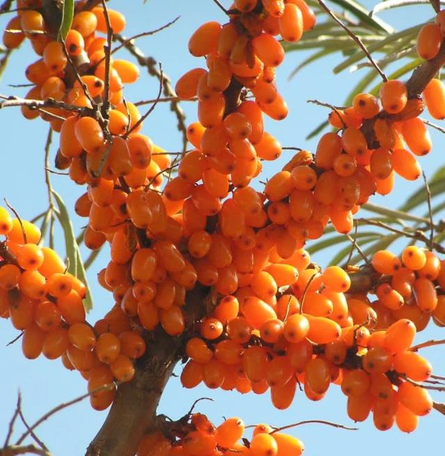 Hippophae rhamnoides (Elaeagnus rhamnoides) - Cereja do Mar, Espinheiro Marítimo, Sea Buckthorn - Imagem 2