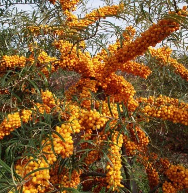 Hippophae rhamnoides (Elaeagnus rhamnoides) - Cereja do Mar, Espinheiro Marítimo, Sea Buckthorn - Imagem 3