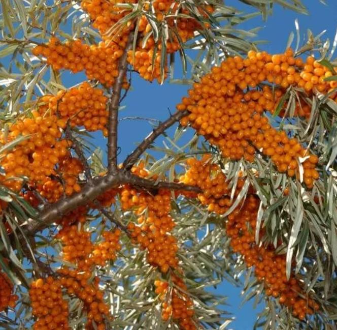 Hippophae rhamnoides (Elaeagnus rhamnoides) - Cereja do Mar, Espinheiro Marítimo, Sea Buckthorn - Imagem 4