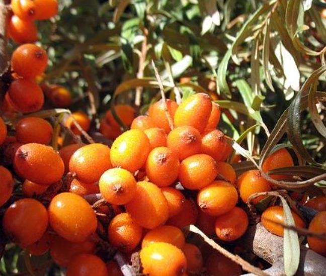 Hippophae rhamnoides (Elaeagnus rhamnoides) - Cereja do Mar, Espinheiro Marítimo, Sea Buckthorn - Imagem 5