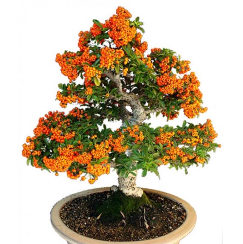 Hippophae rhamnoides (Elaeagnus rhamnoides) - Cereja do Mar, Espinheiro Marítimo, Sea Buckthorn - Imagem 7