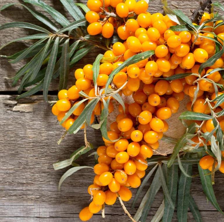 Hippophae rhamnoides (Elaeagnus rhamnoides) - Cereja do Mar, Espinheiro Marítimo, Sea Buckthorn - Imagem 8