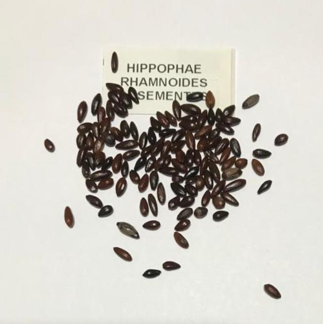 Hippophae rhamnoides (Elaeagnus rhamnoides) - Cereja do Mar, Espinheiro Marítimo, Sea Buckthorn - Imagem 10