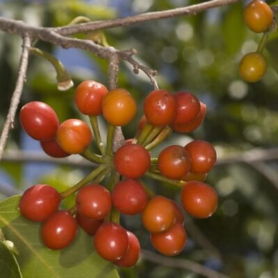 Huberantha cerasoides - Polyalthia cerasoides (Uvaria cerasoides) - Cereja Ashok, Cherry Ashok