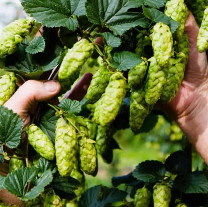 Humulus lupulus - Lúpulo - Imagem 2