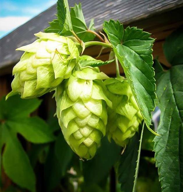 Humulus lupulus - Lúpulo - Imagem 3
