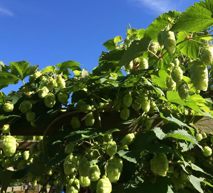 Humulus lupulus - Lúpulo - Imagem 4