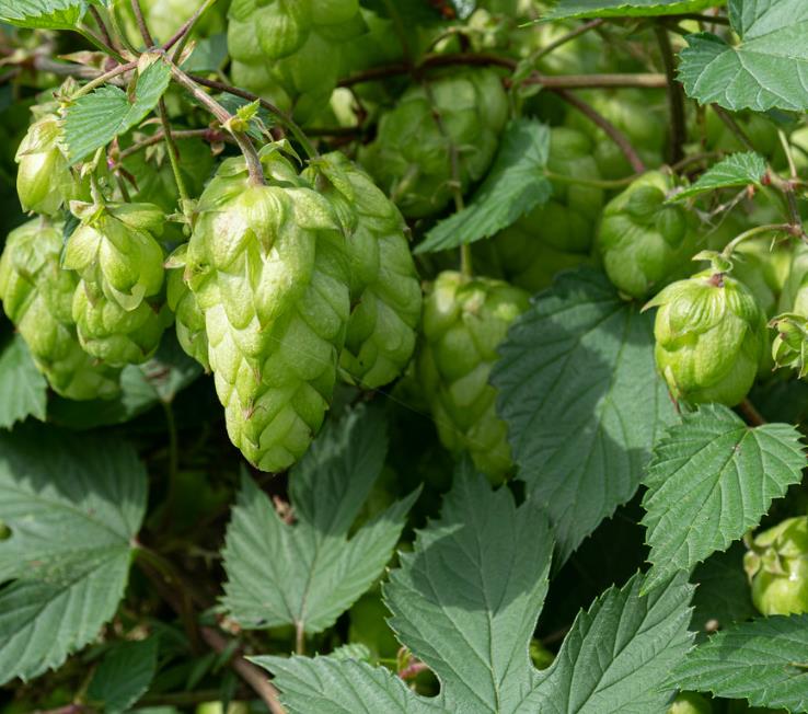 Humulus lupulus - Lúpulo - Imagem 5