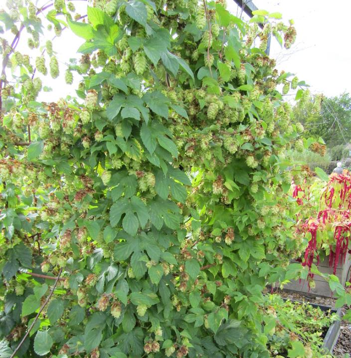 Humulus lupulus - Lúpulo - Imagem 6
