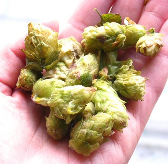 Humulus lupulus - Lúpulo - Imagem 7