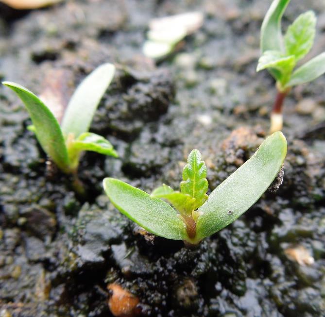 Humulus lupulus - Lúpulo - Imagem 9