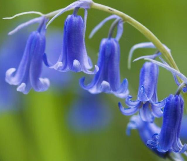 Hyacinthoides non-scripta - Bluebells, Sino das Estrelas, Sino das Fadas, Flor de Fadas, Jacinto Selvagem En - Imagem 2