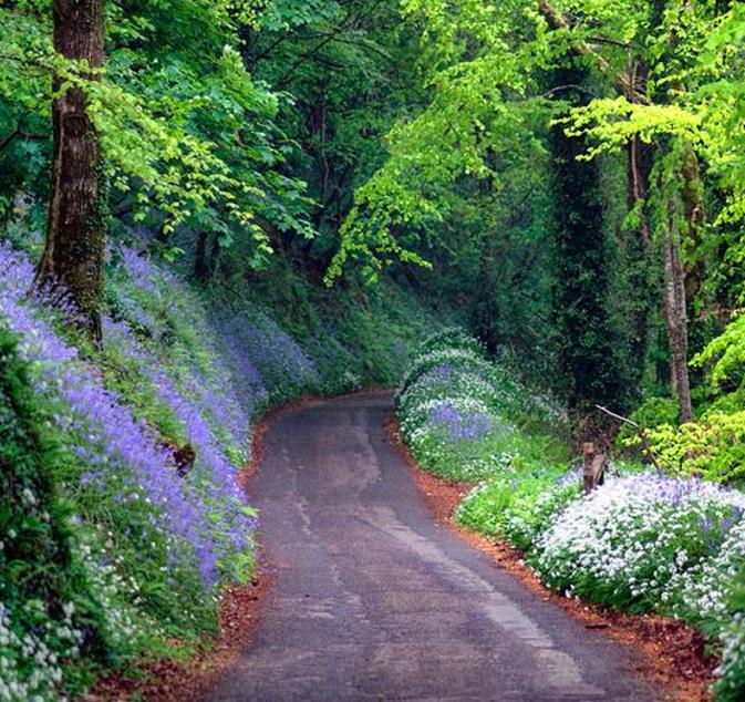 Hyacinthoides non-scripta - Bluebells, Sino das Estrelas, Sino das Fadas, Flor de Fadas, Jacinto Selvagem En - Imagem 3
