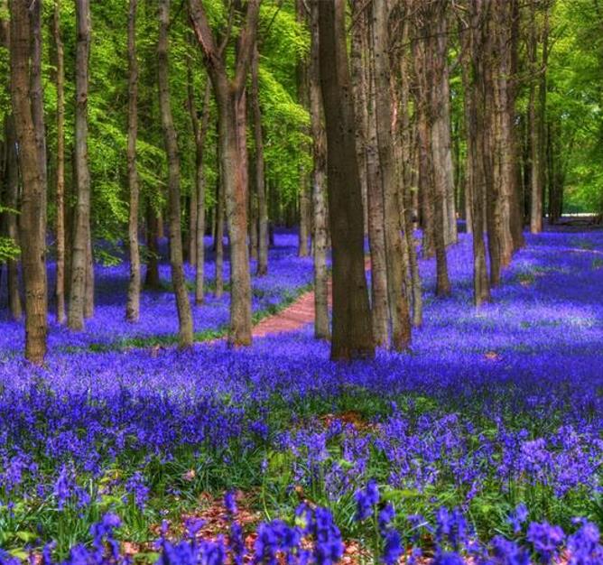 Hyacinthoides non-scripta - Bluebells, Sino das Estrelas, Sino das Fadas, Flor de Fadas, Jacinto Selvagem En - Imagem 4