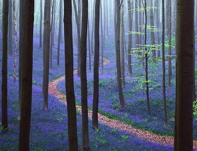 Hyacinthoides non-scripta - Bluebells, Sino das Estrelas, Sino das Fadas, Flor de Fadas, Jacinto Selvagem En - Imagem 5