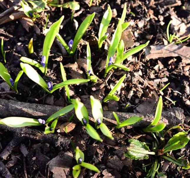 Hyacinthoides non-scripta - Bluebells, Sino das Estrelas, Sino das Fadas, Flor de Fadas, Jacinto Selvagem En - Imagem 10