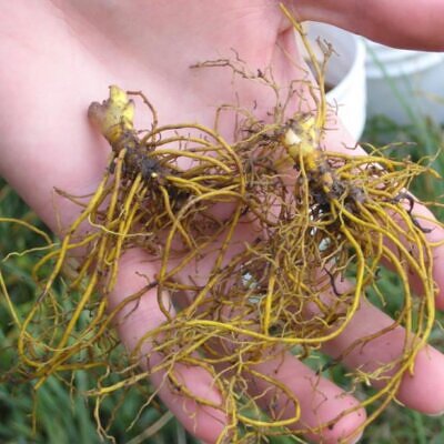 Hydrastis canadensis - Raiz dourada, Raiz de ouro, Goldenseal