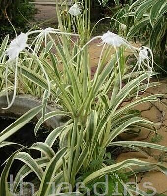 Hymenocallis littoralis - Lirio aranha - Spider lily - Variegata