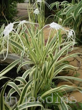 HYMENOCALLIS LITTORALIS - LIRIO ARANHA - SPIDER LILY - VARIEGATA