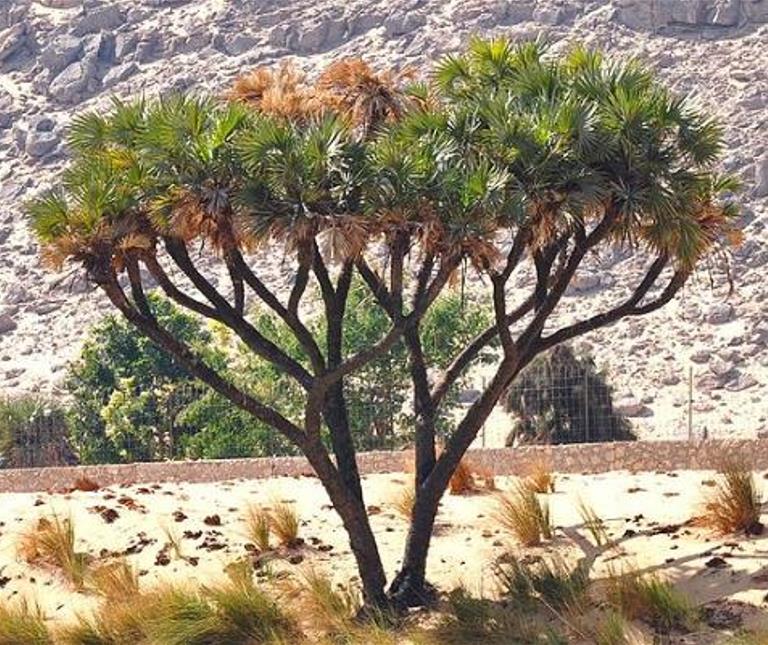 Hyphaene thebaica - Palmeira Doum, Marfim Vegetal, Fruto Sagrado, Palmeira Doum Egípcia - Imagem 2