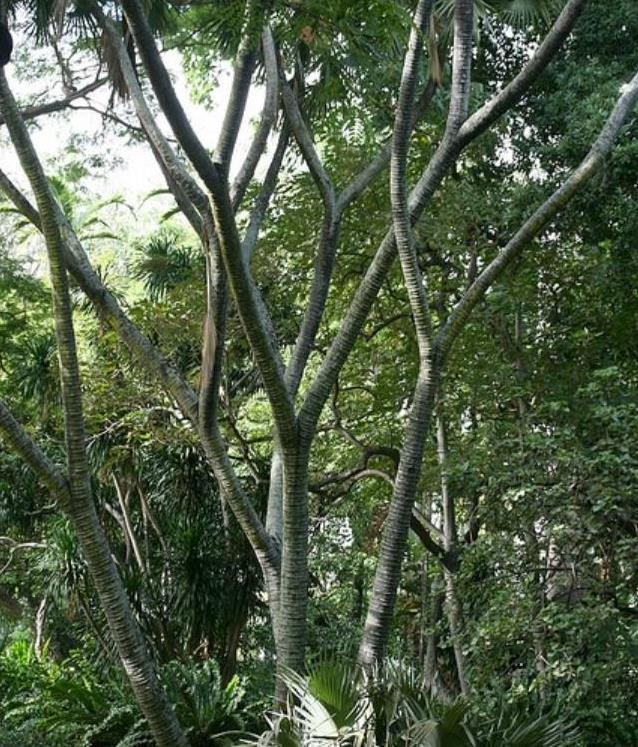 Hyphaene thebaica - Palmeira Doum, Marfim Vegetal, Fruto Sagrado, Palmeira Doum Egípcia - Imagem 3