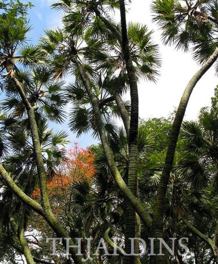 Hyphaene thebaica - Palmeira Doum, Marfim Vegetal, Fruto Sagrado, Palmeira Doum Egípcia - Imagem 4