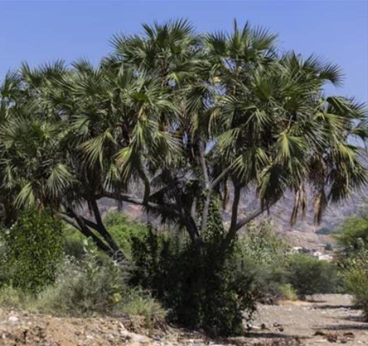 Hyphaene thebaica - Palmeira Doum, Marfim Vegetal, Fruto Sagrado, Palmeira Doum Egípcia - Imagem 5