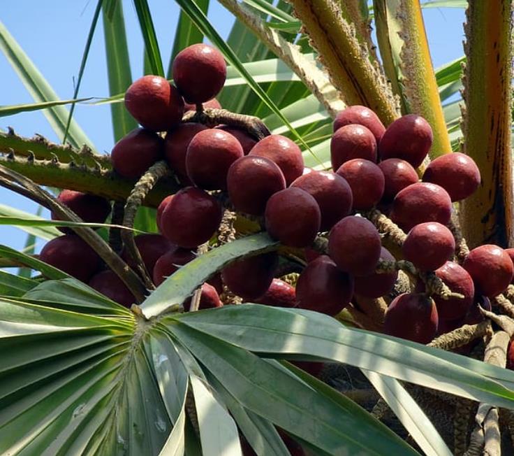 Hyphaene thebaica - Palmeira Doum, Marfim Vegetal, Fruto Sagrado, Palmeira Doum Egípcia - Imagem 6