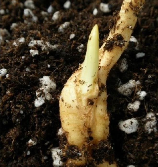 Hyphaene thebaica - Palmeira Doum, Marfim Vegetal, Fruto Sagrado, Palmeira Doum Egípcia - Imagem 7