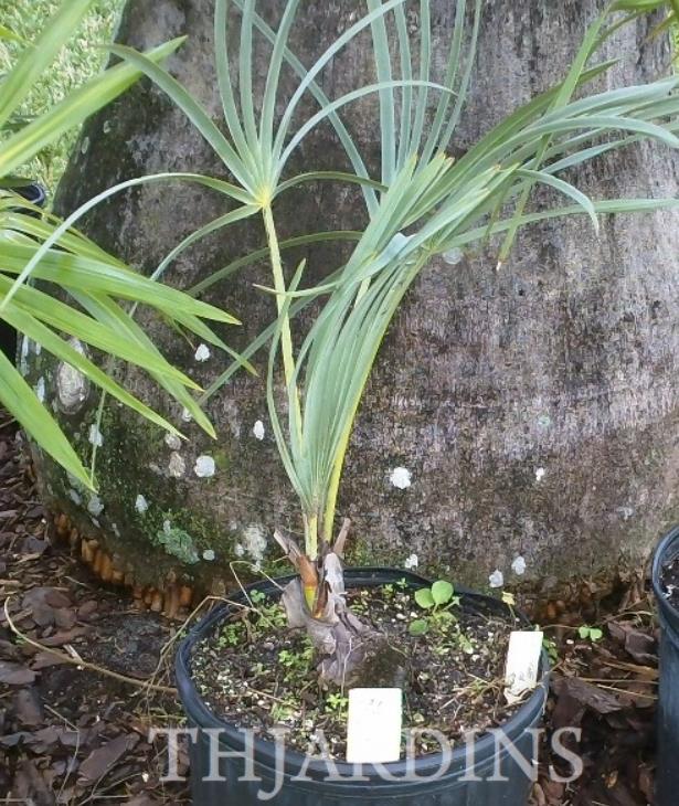 Hyphaene thebaica - Palmeira Doum, Marfim Vegetal, Fruto Sagrado, Palmeira Doum Egípcia - Imagem 8