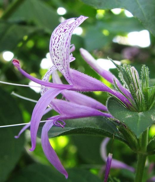 Hypoestes aristata - Arbusto fita, Ribbon Bush - Imagem 2