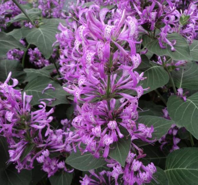 Hypoestes aristata - Arbusto fita, Ribbon Bush - Imagem 4