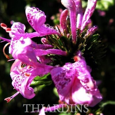 Hypoestes aristata - Arbusto fita, Ribbon Bush