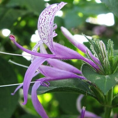 Hyssopus officinalis Roseus - Erva Sagrada, Néctar de Rosas, Hyssopo Rosa, Hissopo, Hissopo