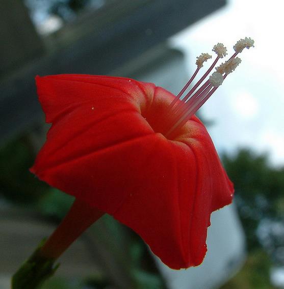 Ipomoea multifida (Ipomoea sloteri Multifida) - Trepadeira Glória da manhã Cardeal, Cardeal alpinista, Corda de viola Cardeal, C - Imagem 4