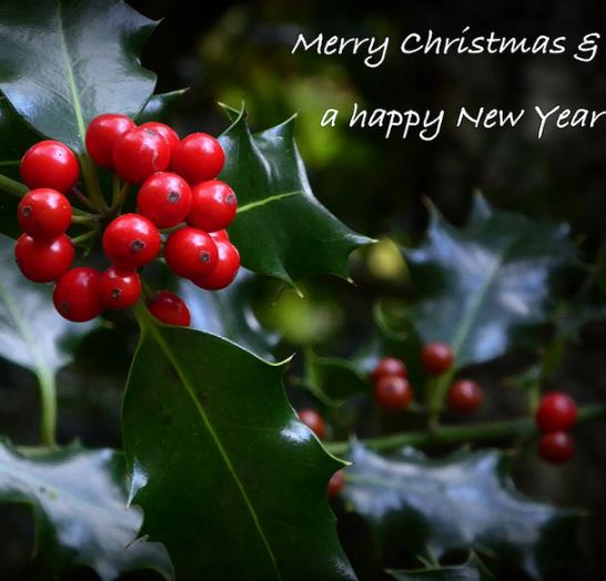 Ilex aquifolium - Azevinho, Arbusto de Natal, Azevim, Azevinheiro, Espinho-de-Cristo - Imagem 2