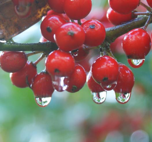 Ilex aquifolium - Azevinho, Arbusto de Natal, Azevim, Azevinheiro, Espinho-de-Cristo - Imagem 3