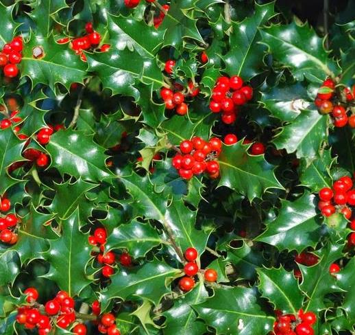 Ilex aquifolium - Azevinho, Arbusto de Natal, Azevim, Azevinheiro, Espinho-de-Cristo - Imagem 4