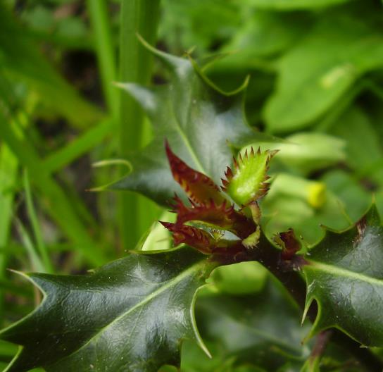 Ilex aquifolium - Azevinho, Arbusto de Natal, Azevim, Azevinheiro, Espinho-de-Cristo - Imagem 5