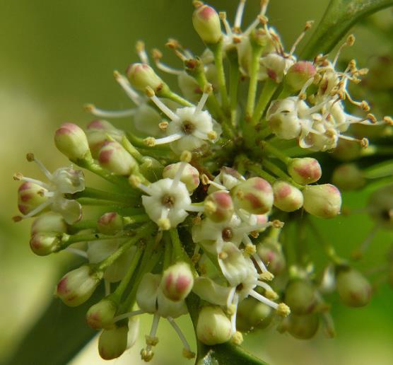 Ilex aquifolium - Azevinho, Arbusto de Natal, Azevim, Azevinheiro, Espinho-de-Cristo - Imagem 6