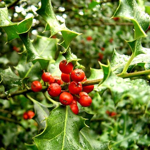 Ilex aquifolium - Azevinho, Arbusto de Natal, Azevim, Azevinheiro, Espinho-de-Cristo - Imagem 7