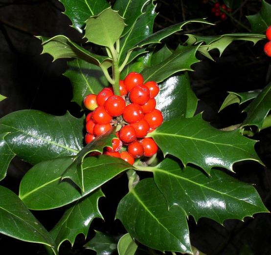 Ilex aquifolium - Azevinho, Arbusto de Natal, Azevim, Azevinheiro, Espinho-de-Cristo - Imagem 9