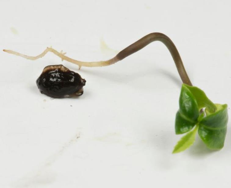 Ilex aquifolium - Azevinho, Arbusto de Natal, Azevim, Azevinheiro, Espinho-de-Cristo - Imagem 11