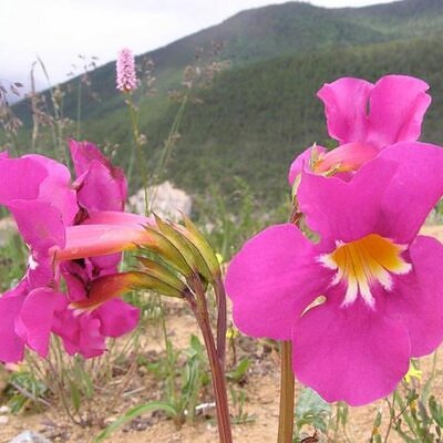 Incarvillea mairei Grandiflora - Gloxinia Anão Resistente, Dwarf Hardy Gloxinia
