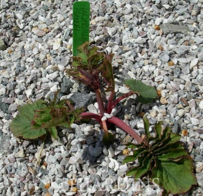 Incarvillea mairei Grandiflora - Gloxinia Anão Resistente, Dwarf Hardy Gloxinia - Imagem 2